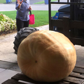 Moving Trumpkin into the Studio Garage